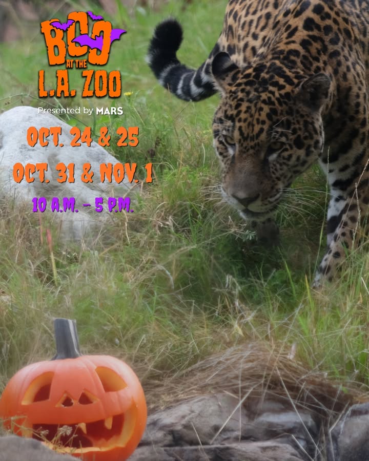 Spooky Season is right around the corner! 👻

🎃 Boo at the L.A. Zoo returns for t...