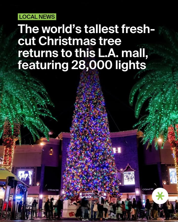 The world’s tallest fresh-cut Christmas tree returns to this L.A. mall, f...